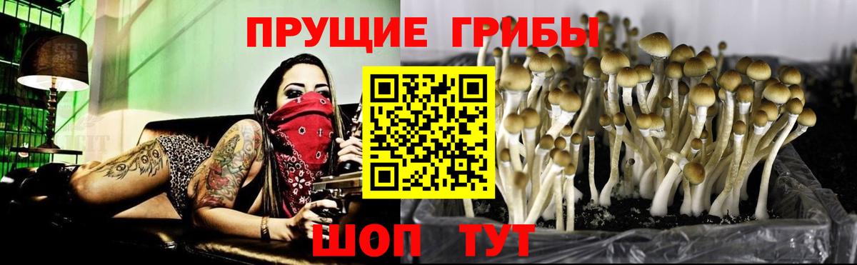 Галлюциногенные грибы Psilocybine cubensis  Вольск 